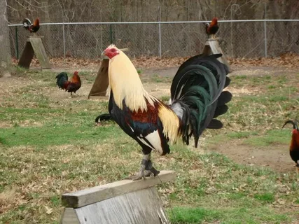 Chicken Road Escape: Dodge Traffic or Get Flattened!